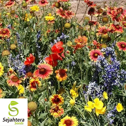 Wildflower Mix Seeds - 1000+ Drought-Resistant, 25 Species, Non-GMO, Dry Area