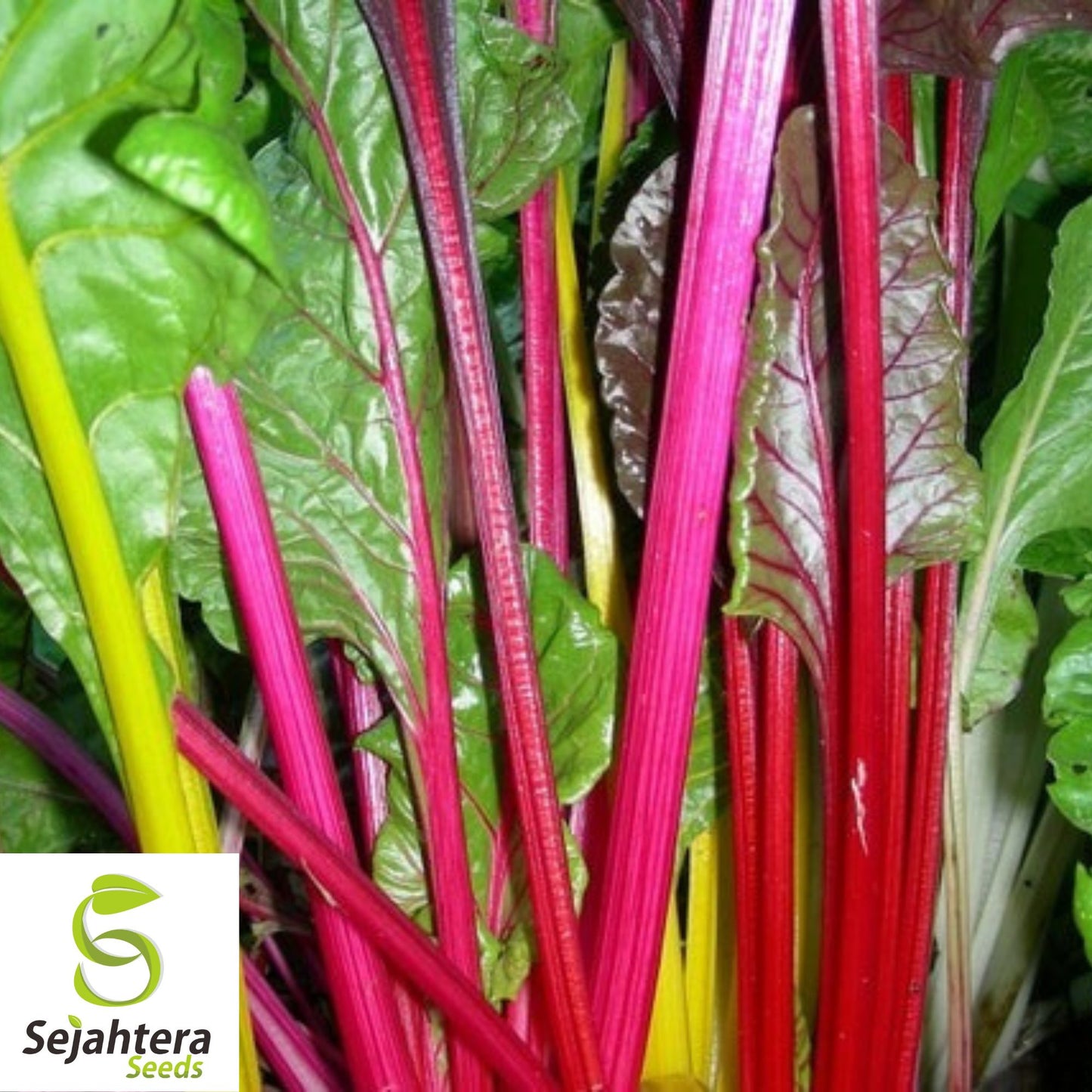 50 Rhubarb Red Swiss Chard Seeds - Heirloom, Non-GMO Vegetable