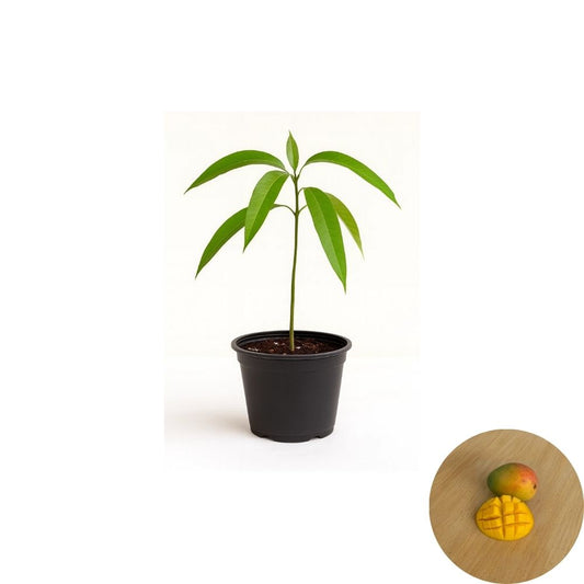 Coconut Cream Mango Tree – Mangifera indica Live Seedling | USDA Certified | Tropical Starter Plant  Rare Flavor Lineage | Collector’s Variety | Backyard Friendly