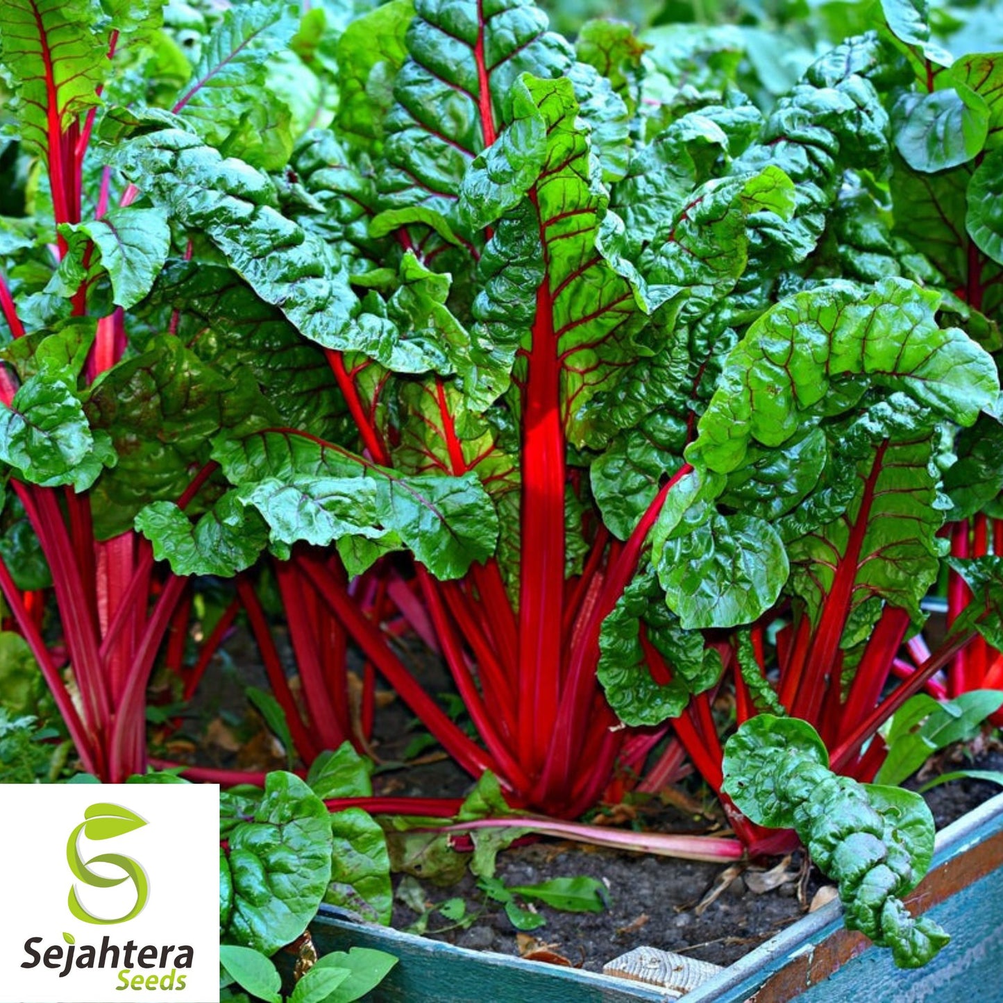 50 Rhubarb Red Swiss Chard Seeds - Heirloom, Non-GMO Vegetable