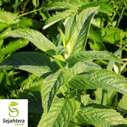 500+ Mixed Mint Seeds - Peppermint & Spearmint, Non-GMO Aromatic Herbs
