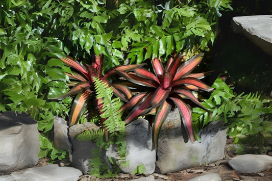 Bromeliad Plant 6" Pot Neoregelia 'Margaret' Tropical Houseplant, Exotic Indoor Decor, Air Purifying Bromeliad