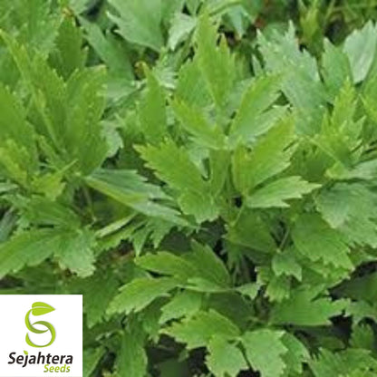 Lovage Seeds 250+ | Common Herb Heirloom Perennial NON-GMO USA