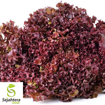 1000 Red Salad Bowl Lettuce Seeds - Non-GMO, Tender & Vibrant Greens