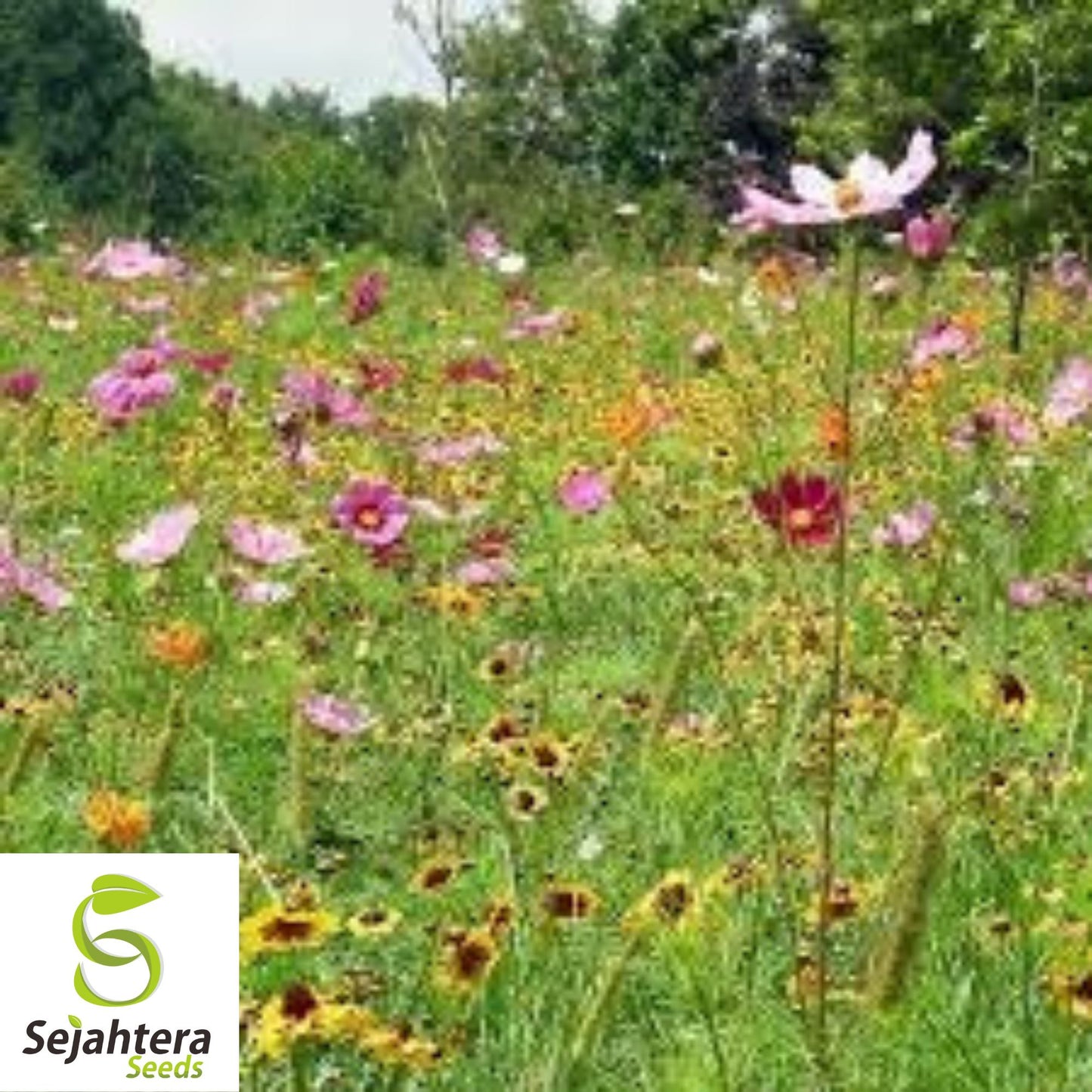 Wildflower Mix Seeds - 1000+ Drought-Resistant, 25 Species, Non-GMO, Dry Area