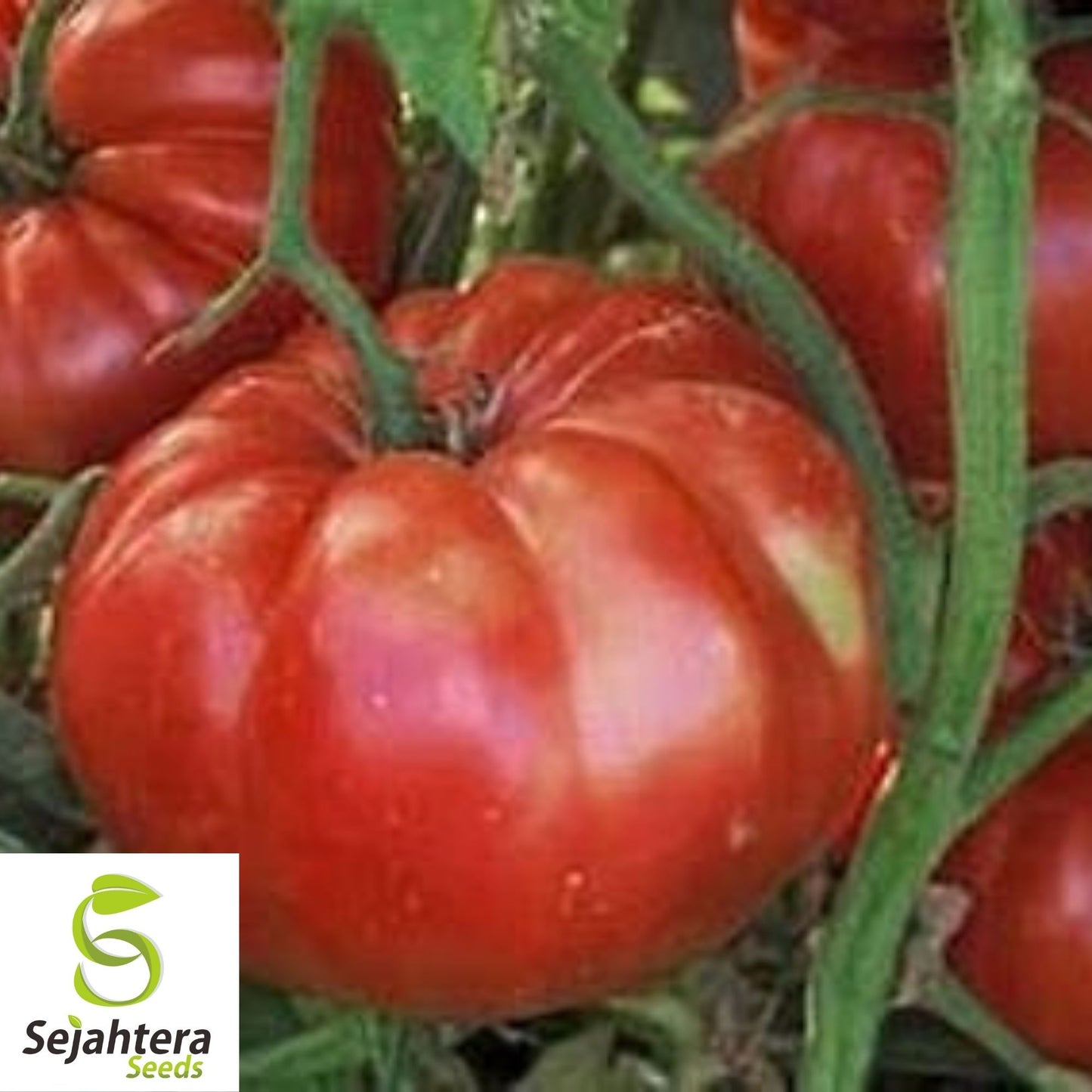 Giant Belgium Pink Tomato Seeds 50 Ct | Heirloom NON-GMO Vegetable USA