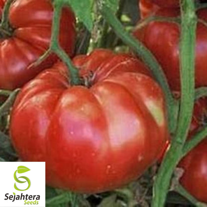 Giant Belgium Pink Tomato Seeds 50 Ct | Heirloom NON-GMO Vegetable USA