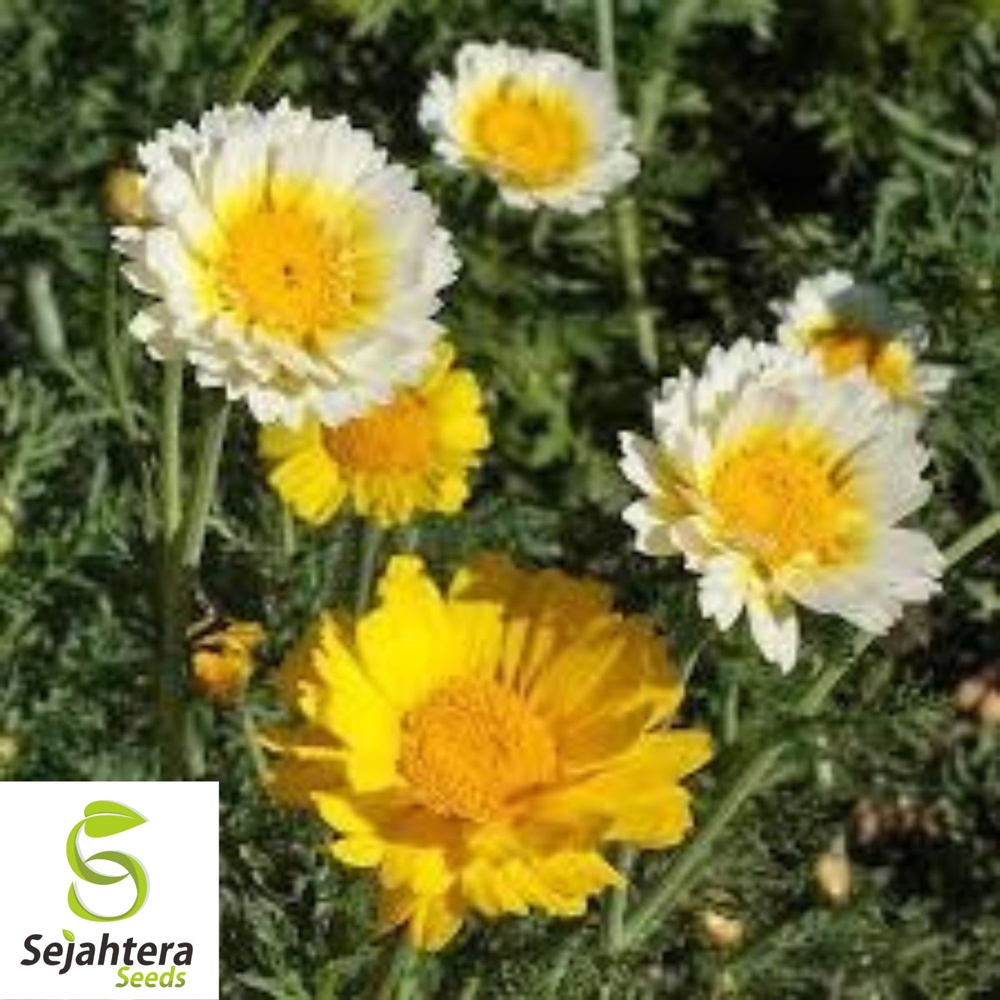 200+ Garland Daisy Seeds - Chrysanthemum Flowers, Non-GMO, Vibrant Blooms