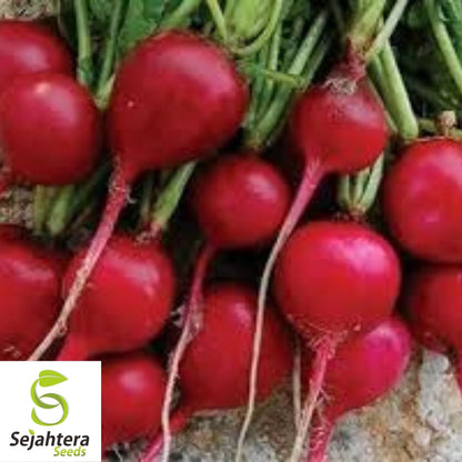 Cherry Belle Radish Seeds 200 Ct | Heirloom NON-GMO Vegetable Garden USA
