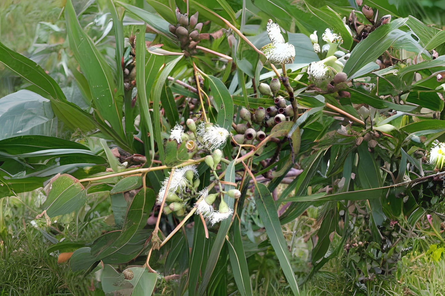 Lemon-scented Gum (Eucalyptus citriodora)