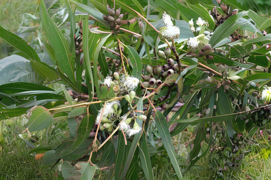 Lemon-scented Gum (Eucalyptus citriodora)