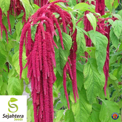 Amaranth Love Lies Bleeding Seeds 1000+ Annual CUT FLOWER NON-GMO USA