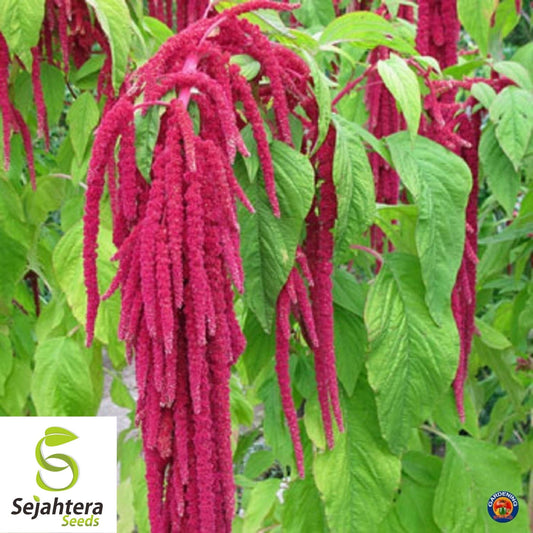 Amaranth Love Lies Bleeding Seeds 1000+ Annual CUT FLOWER NON-GMO USA