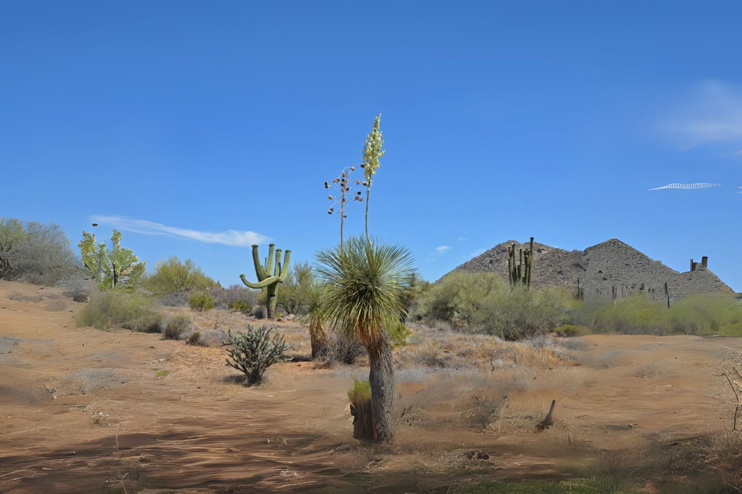 Palmella Soap Tree Soaptree Yucca Soapweed (Yucca elata)