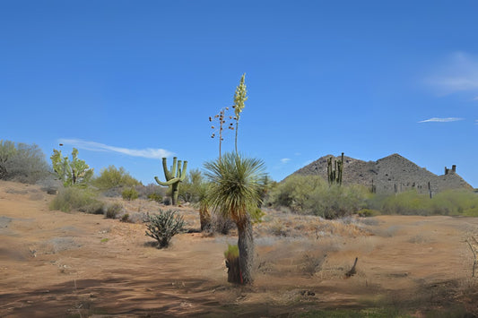 Palmella Soap Tree Soaptree Yucca Soapweed (Yucca elata)