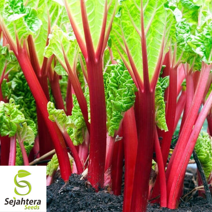 50 Rhubarb Red Swiss Chard Seeds - Heirloom, Non-GMO Vegetable