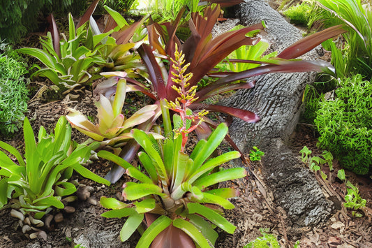 Bromeliad Plant, 8" Aechmea Greg, Tropical Houseplant, Unique Foliage, Indoor Garden Decor, Aechmea distichantha