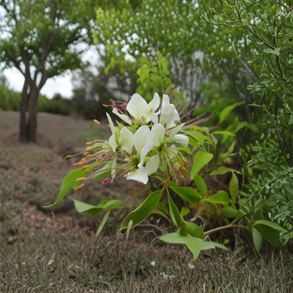Garlic Pear Tree – Crateva adansonii var. odora 5 Seeds | Exotic Flowering Tree | Rare Tropical  Fragrant White Blooms | Unique Foliage | Zone 9+