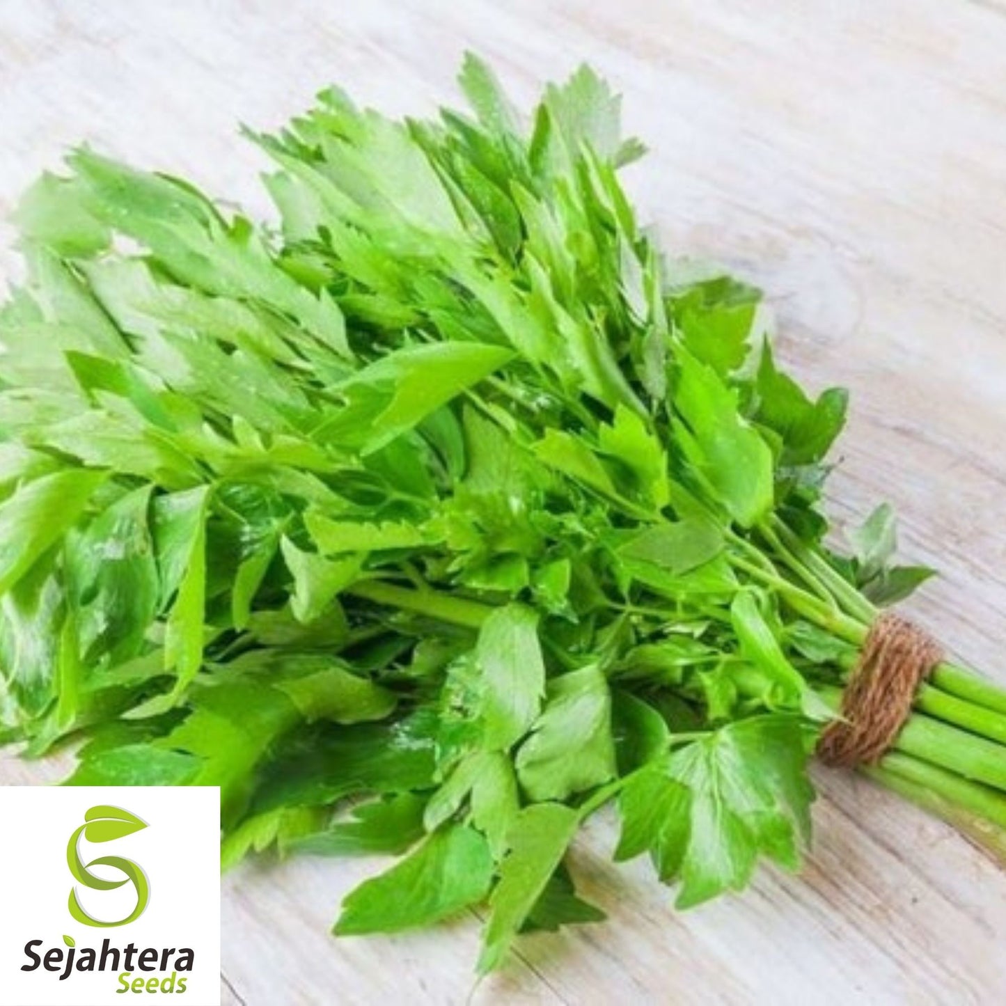 Lovage Seeds 250+ | Common Herb Heirloom Perennial NON-GMO USA