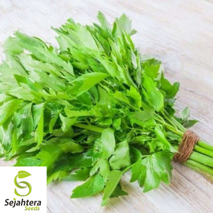 Lovage Seeds 250+ | Common Herb Heirloom Perennial NON-GMO USA