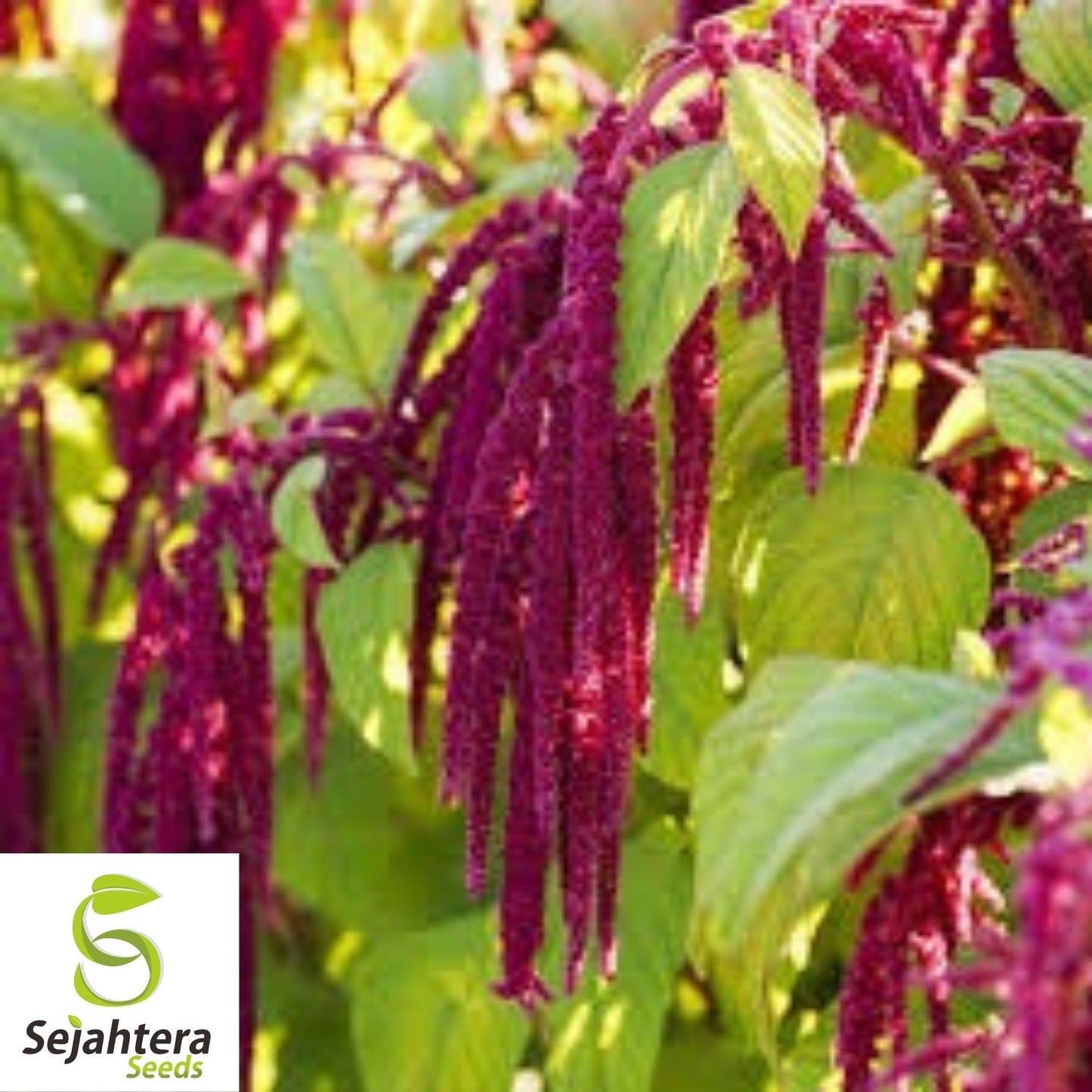 Amaranth Love Lies Bleeding Seeds 1000+ Annual CUT FLOWER NON-GMO USA