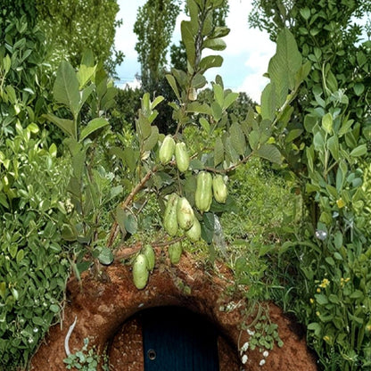 Ổi Không Hạt Thái Lan – Thai Seedless Guava – Psidium guajava Live Tropical Fruit Tree | 1–2 Feet Tall | Ships in 3 Gallon Pot  Seedless Variety | Sweet Crisp Flesh | Easy to Grow