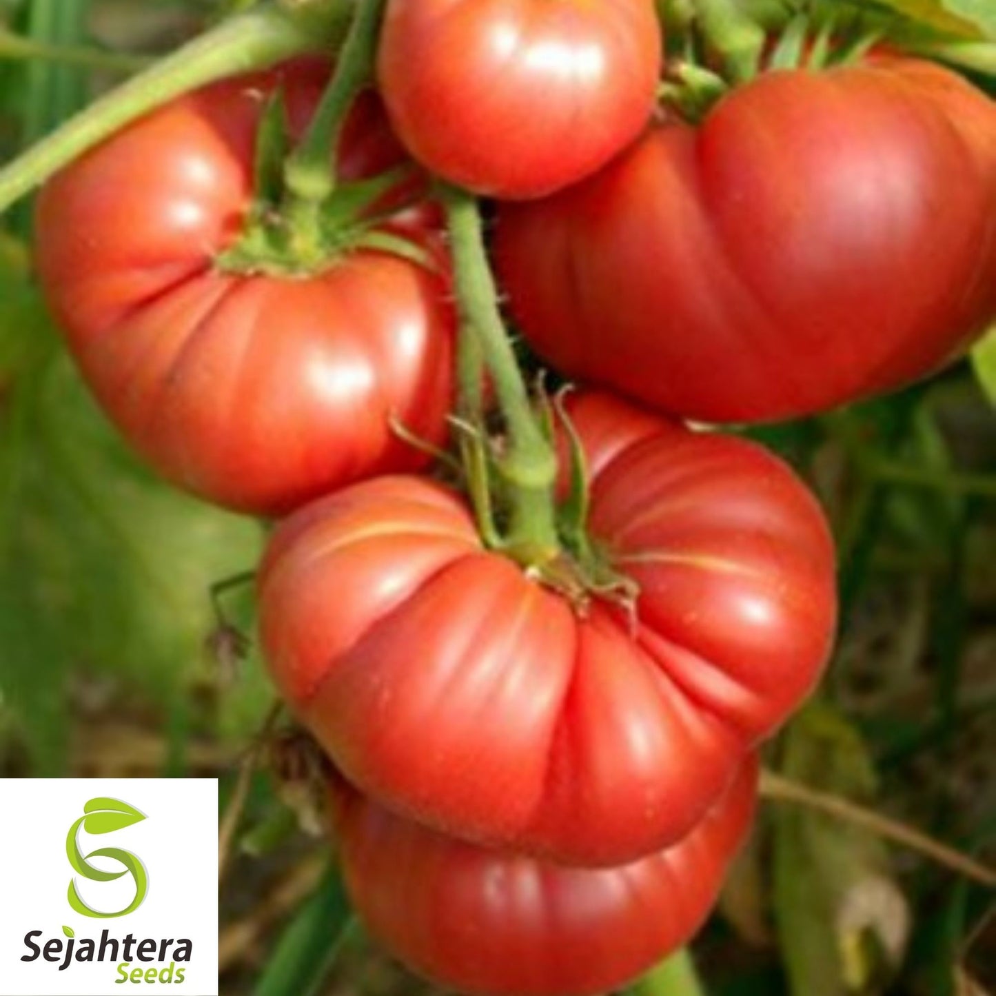 Giant Belgium Pink Tomato Seeds 50 Ct | Heirloom NON-GMO Vegetable USA
