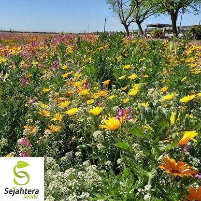 Wildflower Mix Seeds - 1000+ Drought-Resistant, 25 Species, Non-GMO, Dry Area