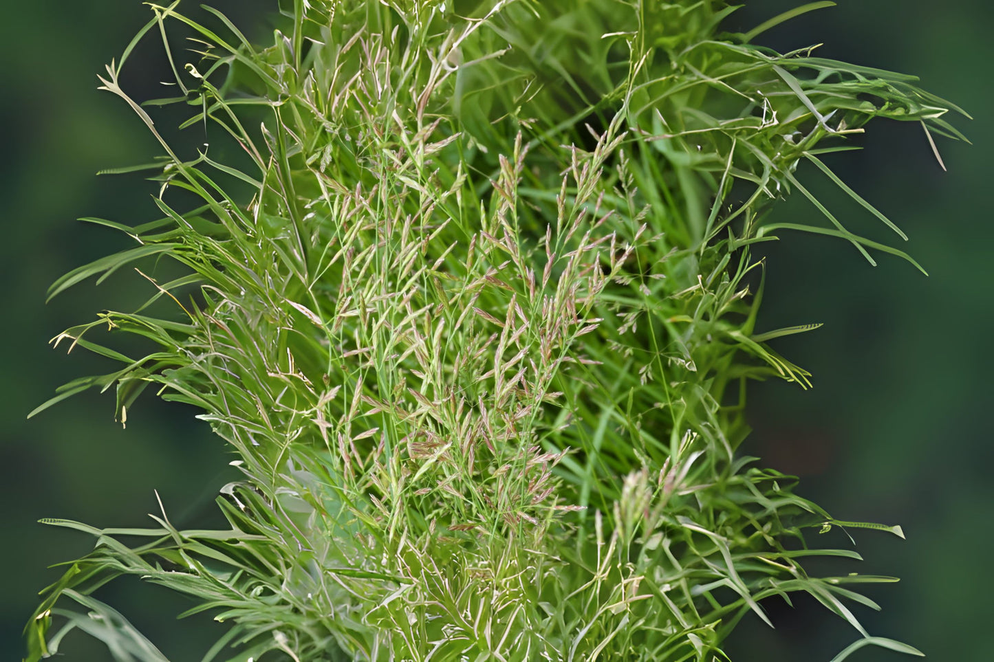 Meadow Fescue (Festuca pratensis)