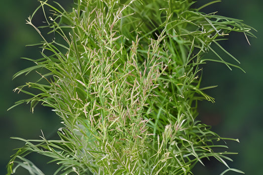Meadow Fescue (Festuca pratensis)