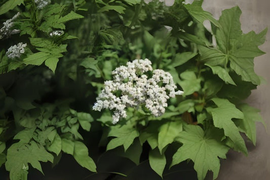 Wild Quinine (Parthenium integrifolium)