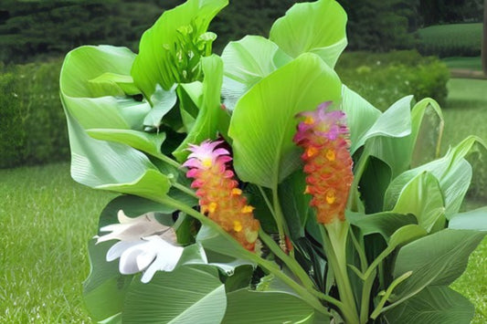 Ginger Curcuma Petiolata Rhizomes, Hidden Pink, 2x Large Organic Plant Starts, Easy Grow, Free Shipping Included