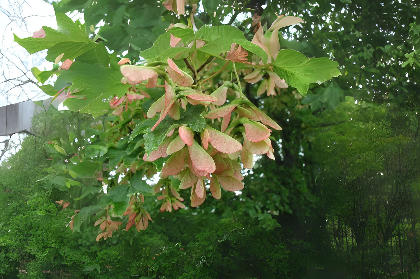 Spike Leafed Maple (Acer tetramerum)