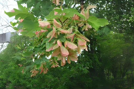 Spike Leafed Maple (Acer tetramerum)