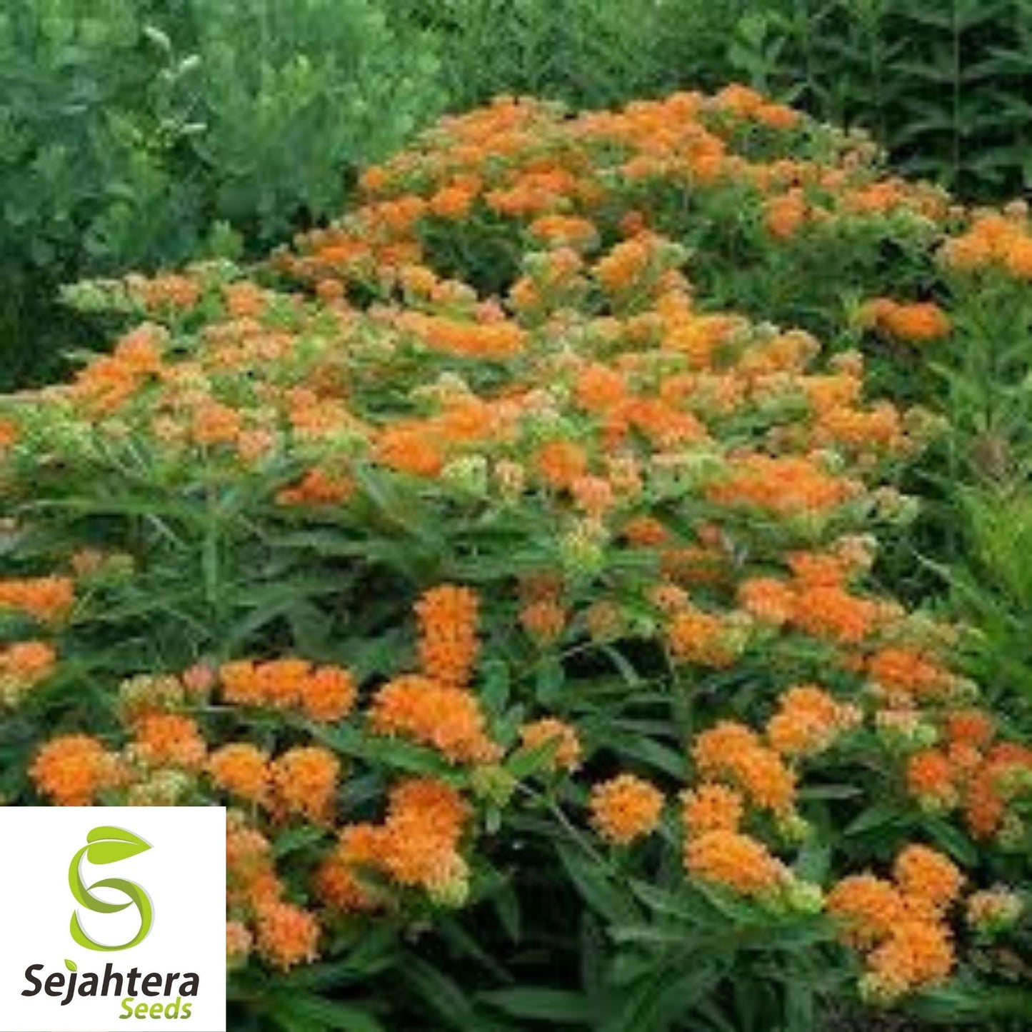 Butterfly Milkweed Seeds 30+ | Asclepias Tuberosa Perennial Wildflower USA