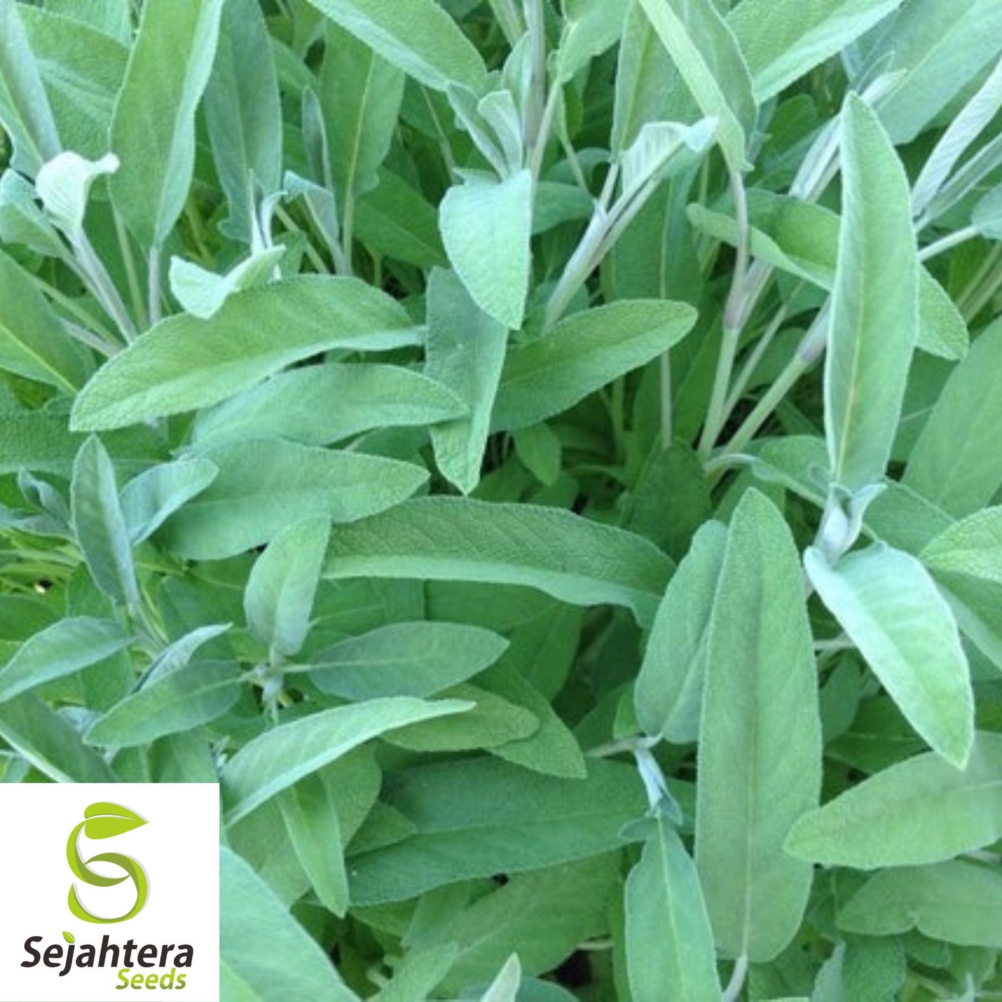 50 Broadleaf Sage Seeds - Non-GMO, Aromatic Herb for Culinary & Medicinal Use