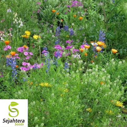 Wildflower Mix Seeds - 1000+ Drought-Resistant, 25 Species, Non-GMO, Dry Area