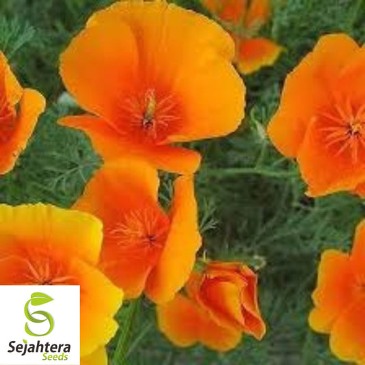 California Orange Poppy Seeds - 500+ Heirloom - Vibrant & Pollinator-Friendly