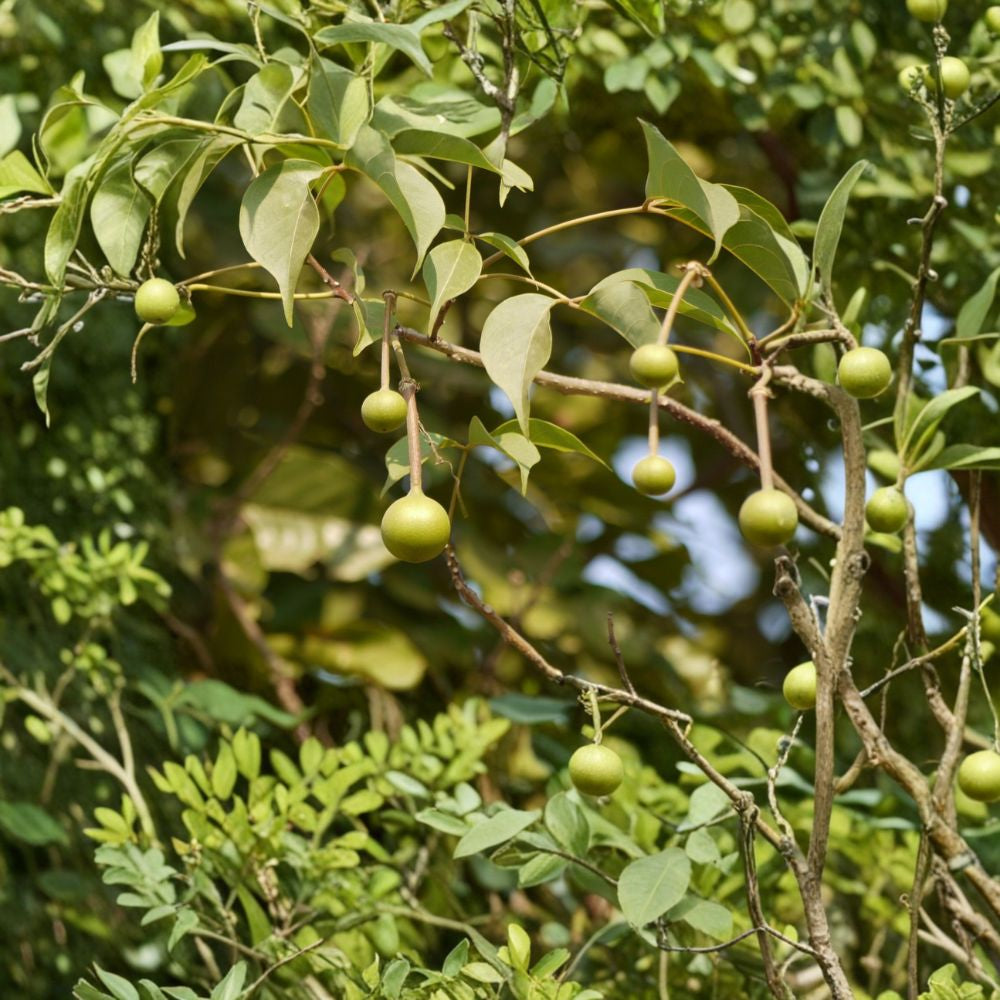 Garlic Pear Tree – Crateva adansonii var. odora 5 Seeds | Exotic Flowering Tree | Rare Tropical  Fragrant White Blooms | Unique Foliage | Zone 9+