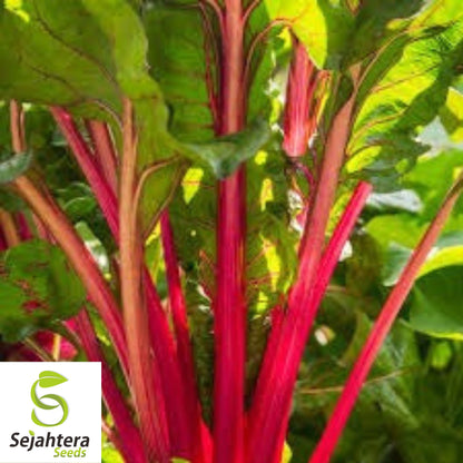 50 Rhubarb Red Swiss Chard Seeds - Heirloom, Non-GMO Vegetable