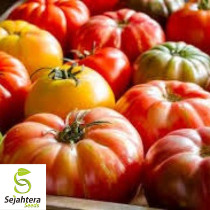 Rainbow Beefsteak Tomato Seeds - 120+ Heirloom, Organic, Non-GMO & Colorful