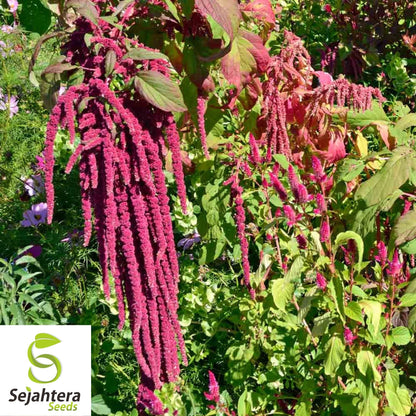 Amaranth Love Lies Bleeding Seeds 1000+ Annual CUT FLOWER NON-GMO USA