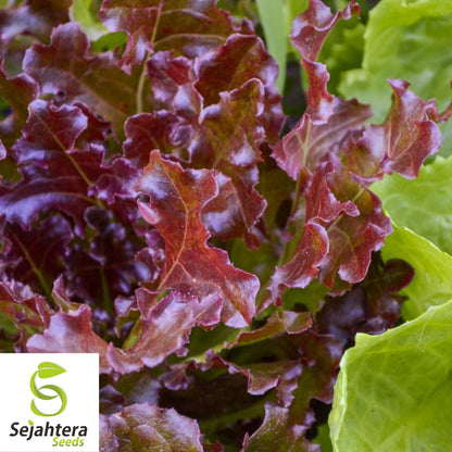 1000 Red Salad Bowl Lettuce Seeds - Non-GMO, Tender & Vibrant Greens