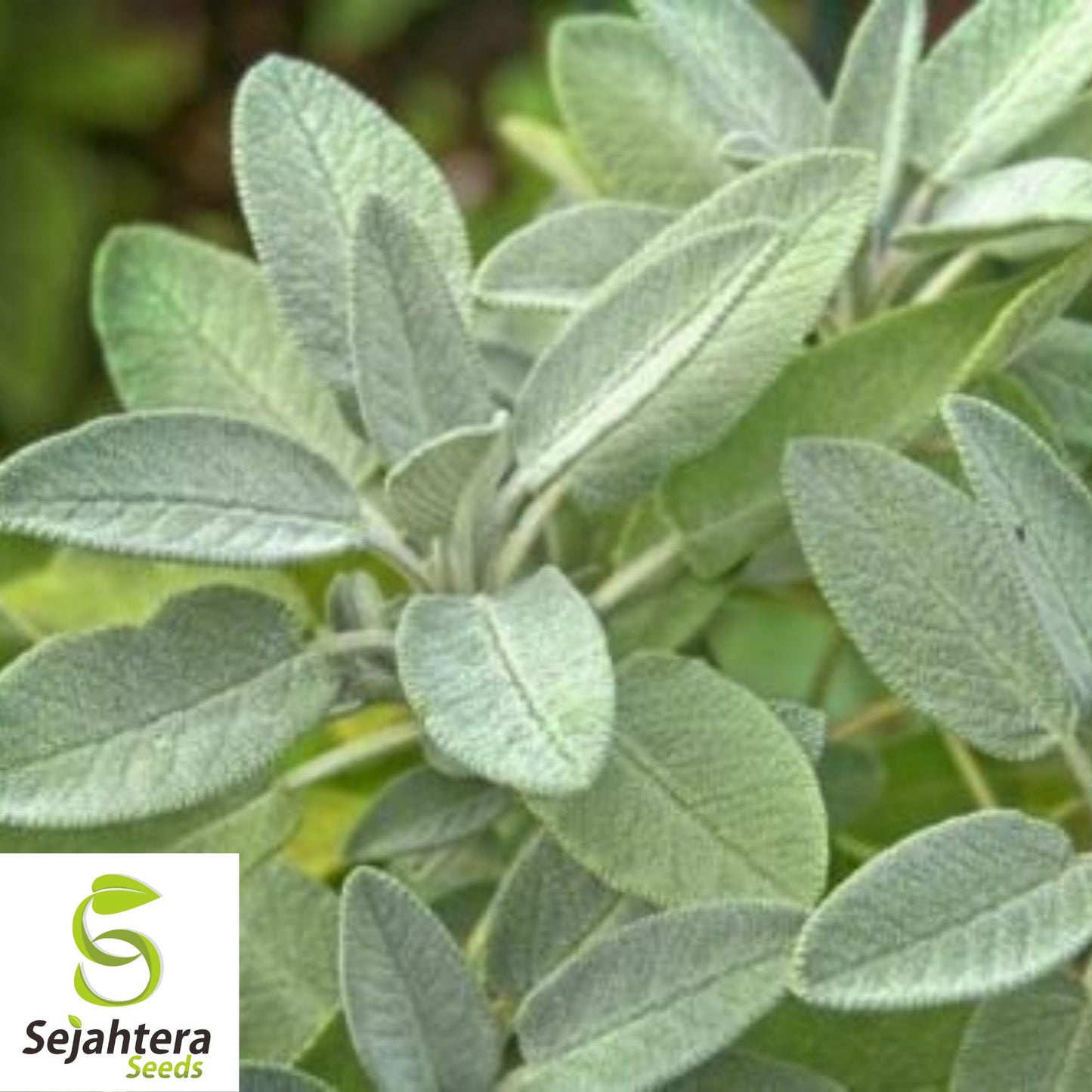 50 Broadleaf Sage Seeds - Non-GMO, Aromatic Herb for Culinary & Medicinal Use
