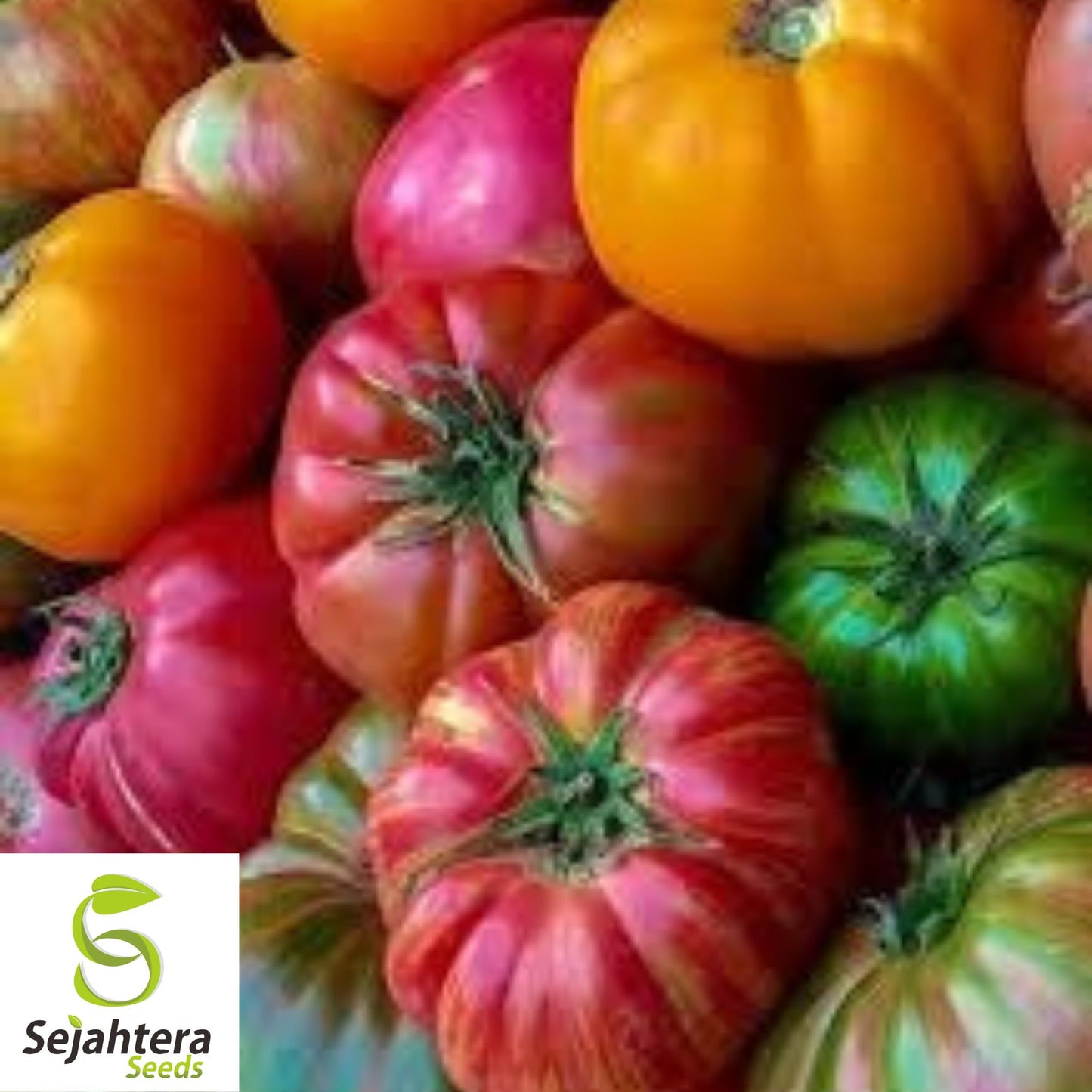 Rainbow Beefsteak Tomato Seeds - 120+ Heirloom, Organic, Non-GMO & Colorful