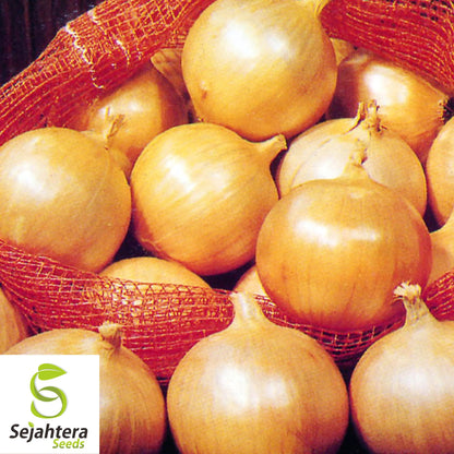 200 Yellow Spanish Sweet Onion Seeds - Non-GMO, Mild & Flavorful Variety