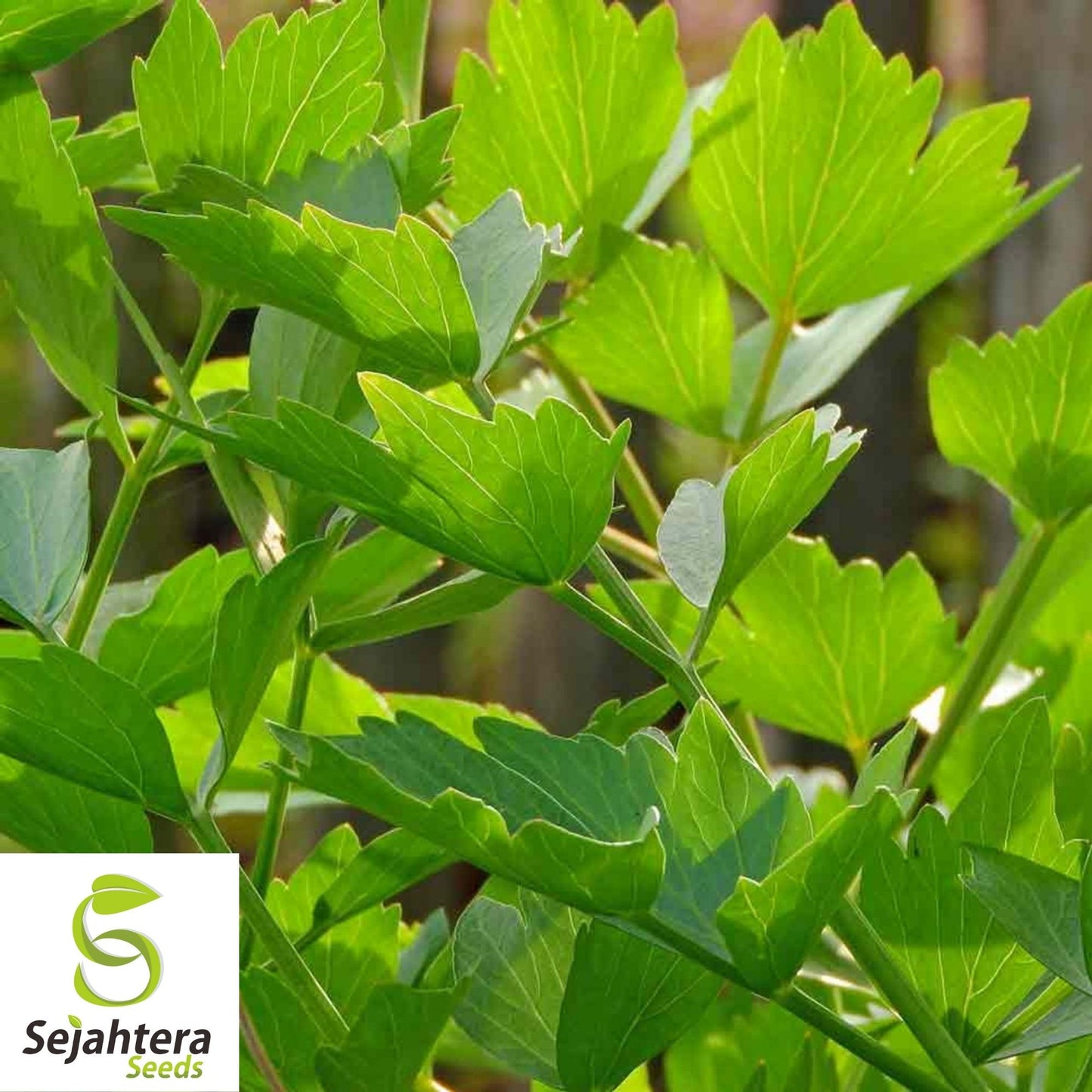 Lovage Seeds 250+ | Common Herb Heirloom Perennial NON-GMO USA