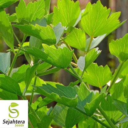 Lovage Seeds 250+ | Common Herb Heirloom Perennial NON-GMO USA