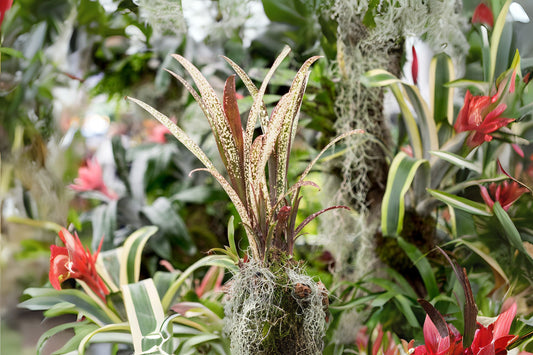 Bromeliad Plant 4" Pot Billbergia Hallelujah - Tropical Indoor Houseplant, Colorful Foliage, Easy Care, Perfect for Home Decor