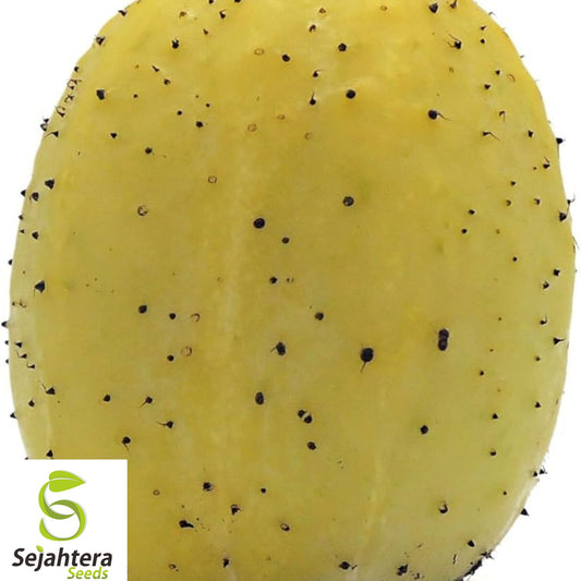 50+ Lemon Cucumber Seeds - Heirloom, Organic, Non-GMO, Rare & Sweetly Crisp